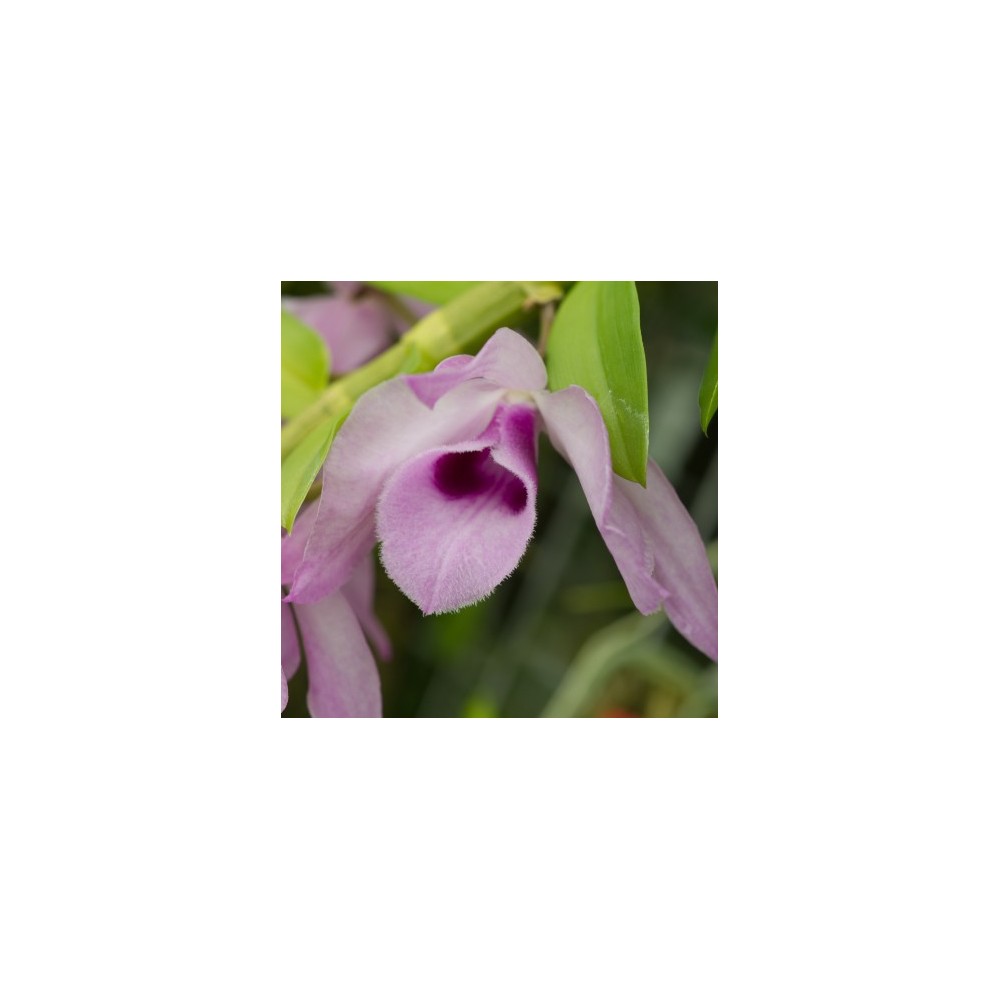 Dendrobium Nestor
