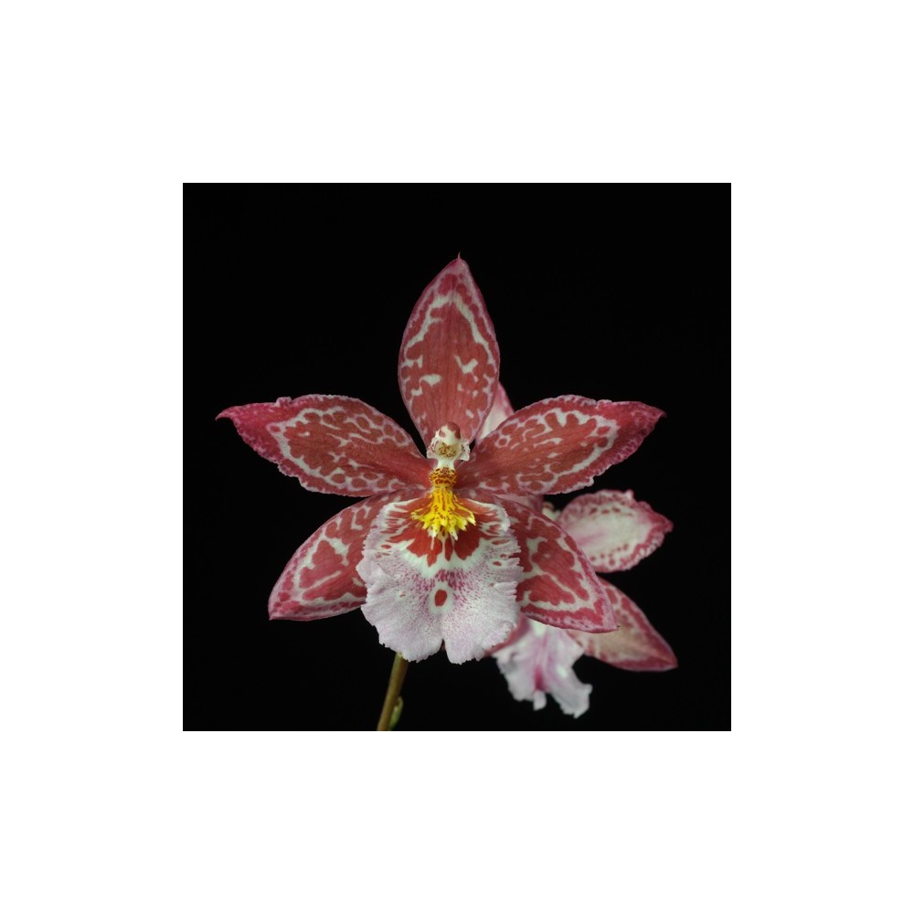 Oncidopsis Yokara 'Perfection' x Oncidium leucochilum