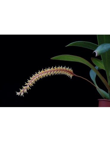 Dendrochilum aurantiacum 2