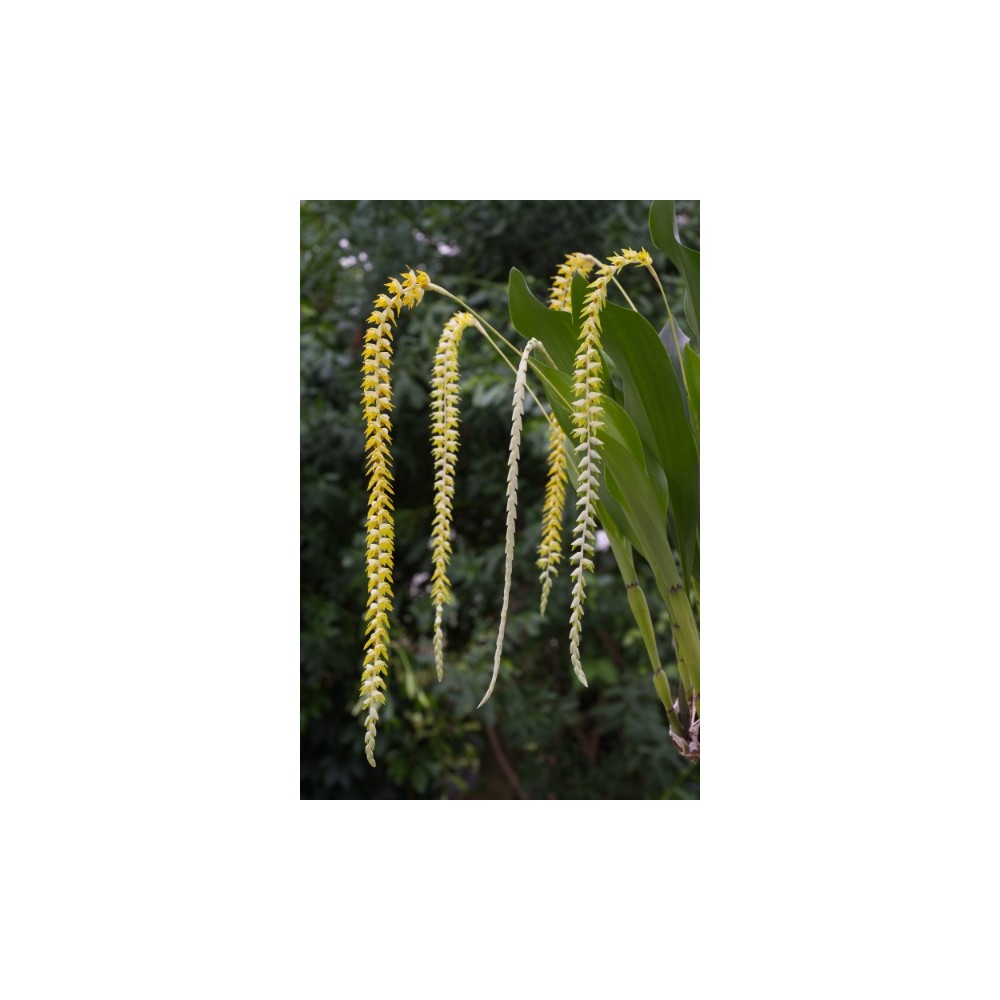Dendrochilum magnum