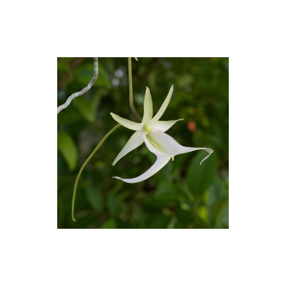 Dendrophylax lindenii
