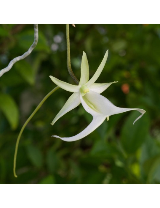 Dendrophylax lindenii