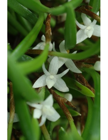 Ceratostylis philippinensis 2