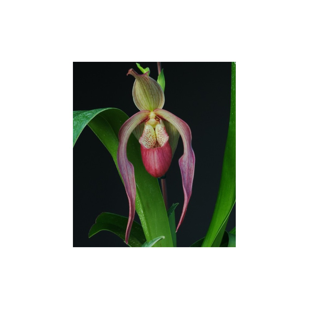 Phragmipedium Schroederae