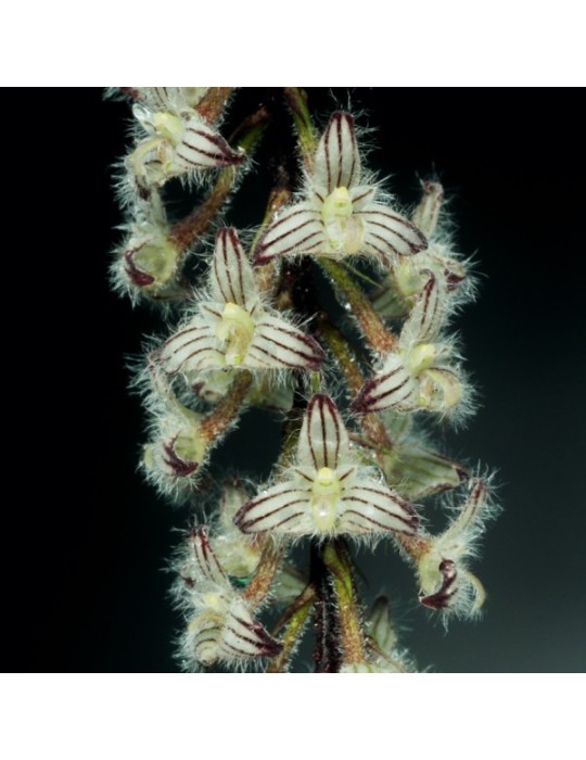 Bulbophyllum lindleyanum