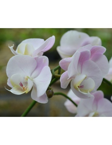 Phalaenopsis rose 2