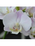 Phalaenopsis rose