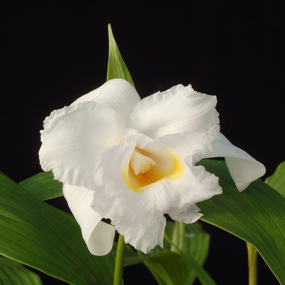 Sobralia leucoxantha