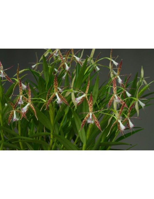Epidendrum criniferum