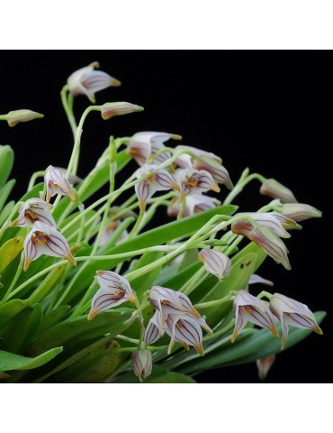 Masdevallia striatella en sphaigne