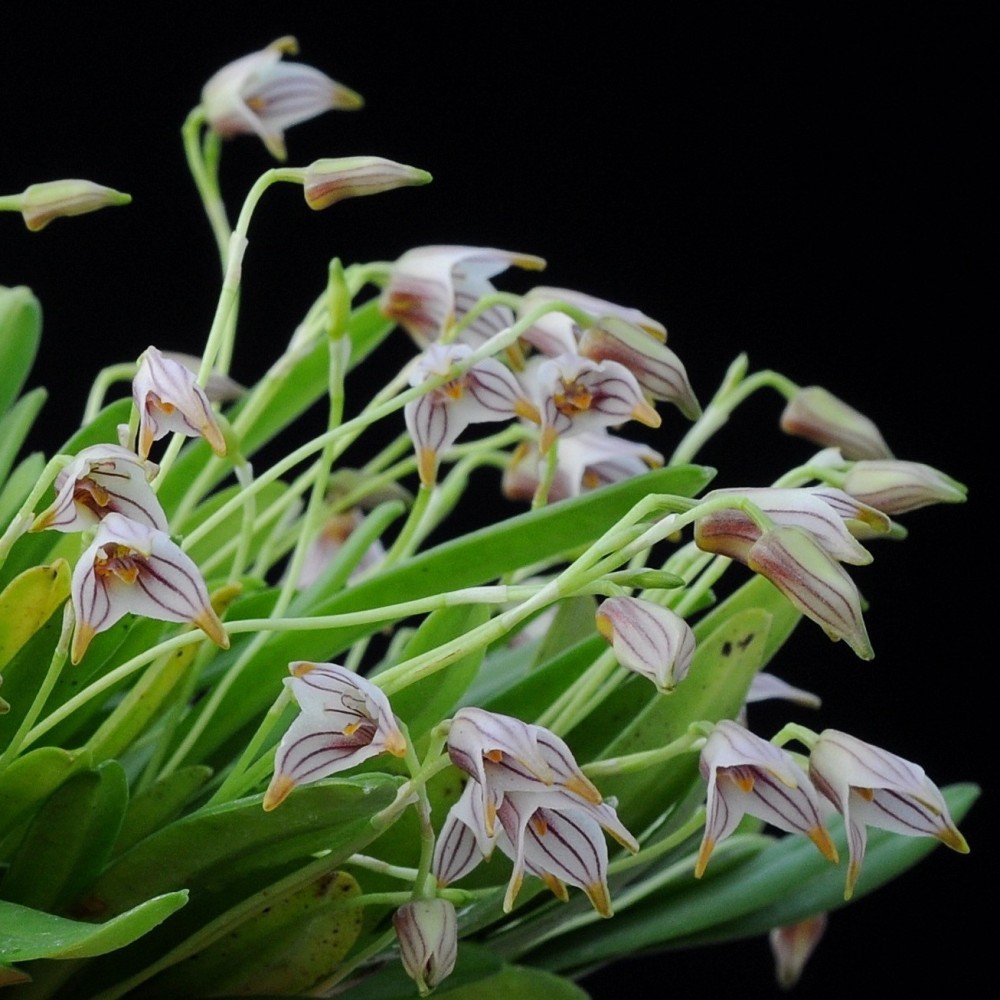 Masdevallia striatella sur plaque