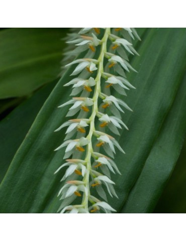 Dendrochilum glumaceum orchidée parfumée, vente 2