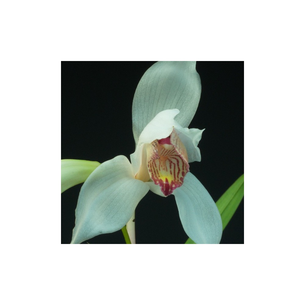 Cymbidium erythrostylum