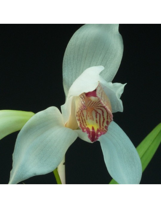 Cymbidium erythrostylum
