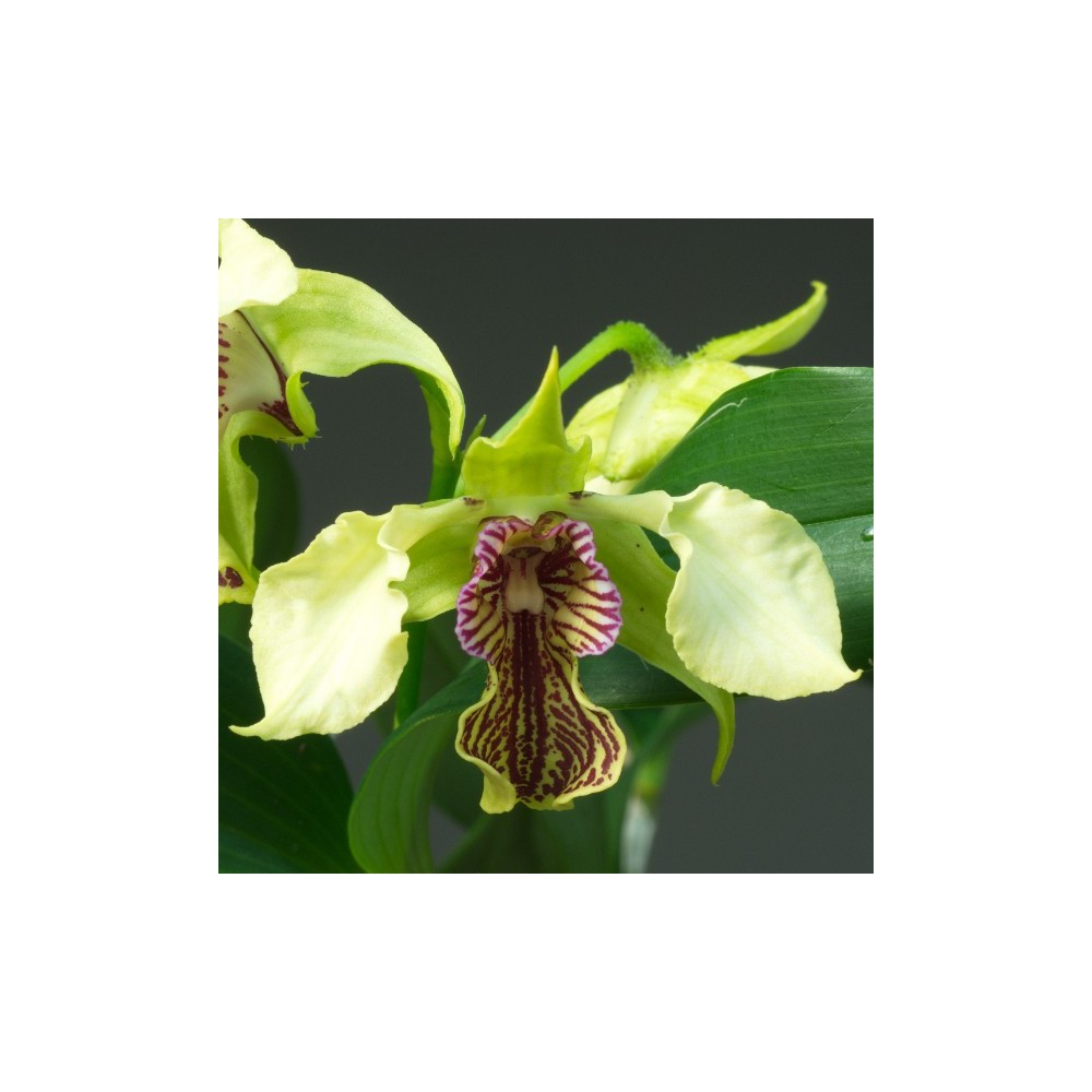 Dendrobium La Maripontaine
