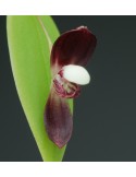 Pleurothallis carnosilabia orchidée miniature, vente