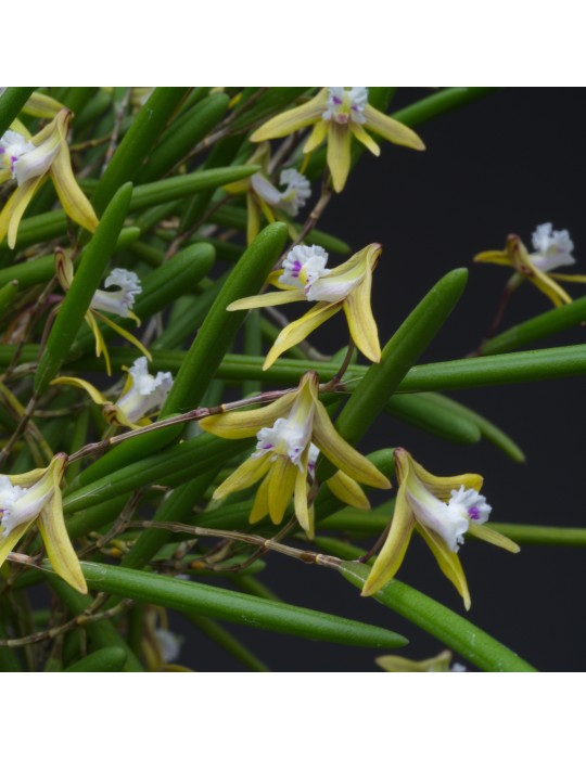 Dendrobium striolatum orchidée rare miniature, vente