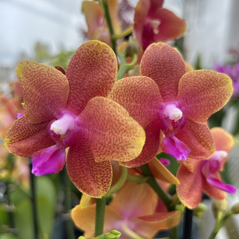 Orchidée Phalaenopsis Bolgheri, vente