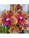 Orchidée Phalaenopsis Bolgheri, vente