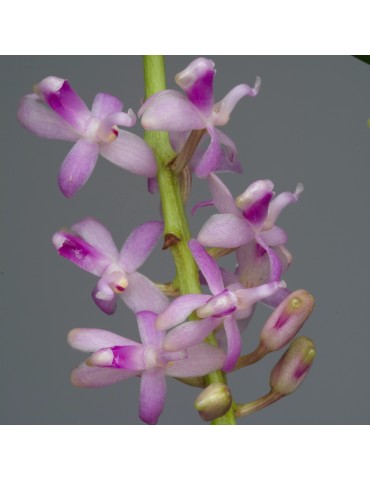 Micropera rostrata orchidée parfumée, vente
