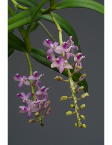 Micropera rostrata orchidée parfumée, vente 2