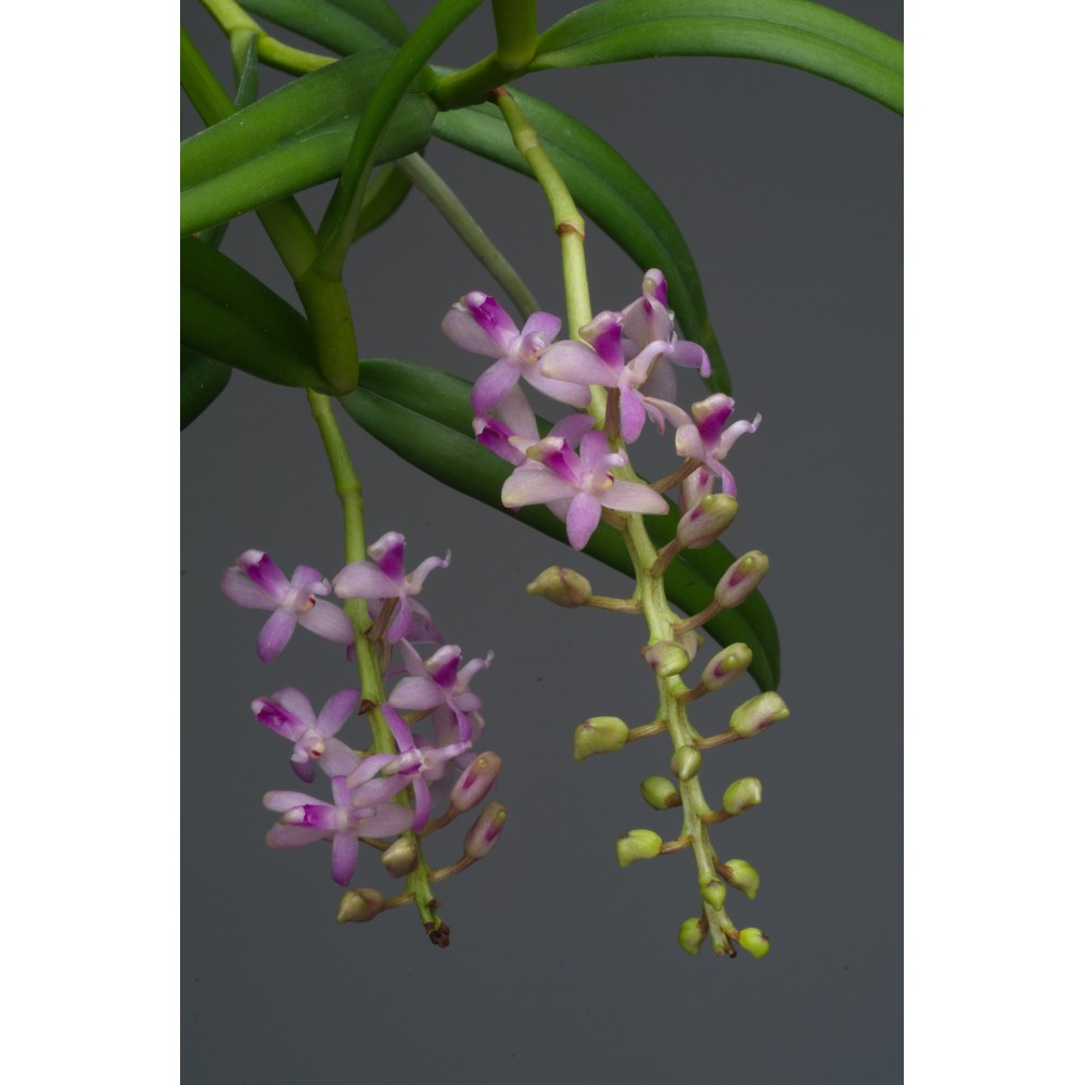 Micropera rostrata orchidée parfumée, vente