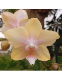Orchidée Phalaenopsis Bolgheri Lemon, vente