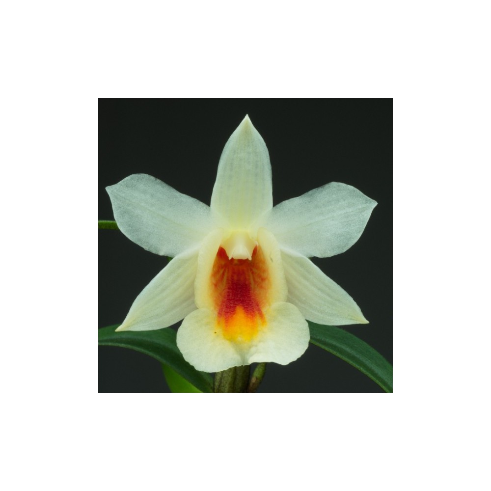 Dendrobium christyanum