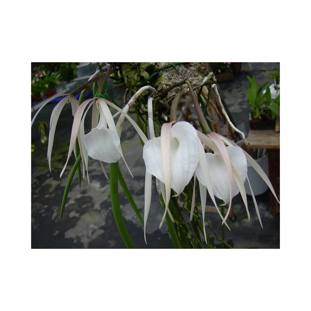 Brassavola acaulis