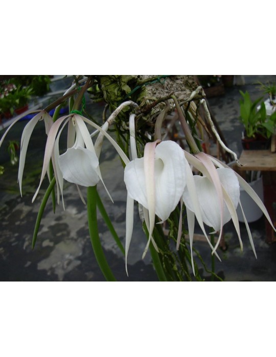 Brassavola acaulis