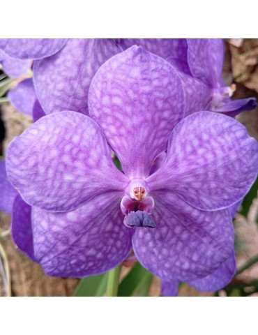Orchidée Vanda , à placer en pleine lumière, floraison spectaculaire de couleur bleue 2