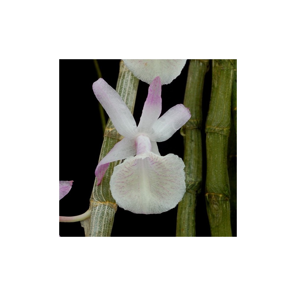 Dendrobium primulinum