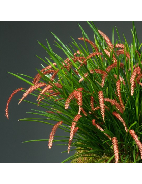 Dendrochilum wenzelii, orchidée rare, originale