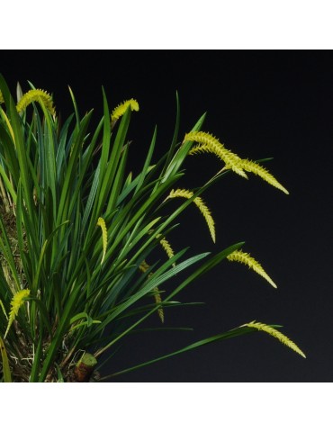 Dendrochilum javieriense