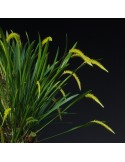Dendrochilum javieriense orchidée, vente