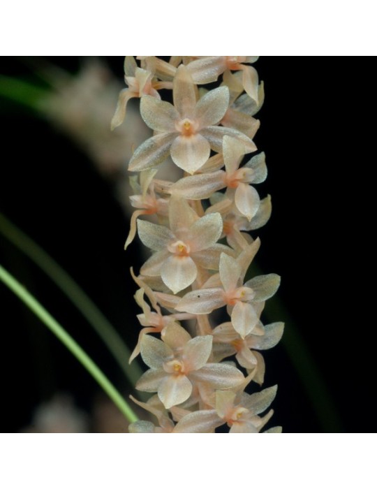 Dendrochilum convallariiforme