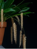 Dendrochilum convallariiforme orchidée, vente
