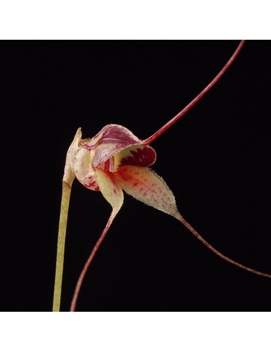 Masdevallia nidifica var. alexandrae