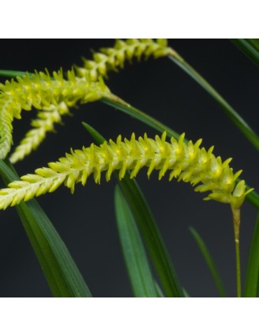 Dendrochilum javieriense orchidée, vente 2