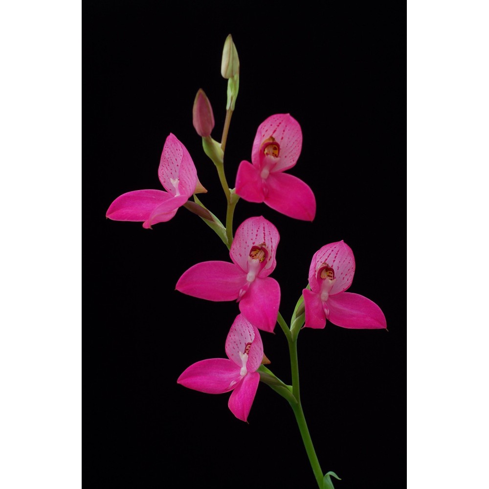 Disa Kewensis