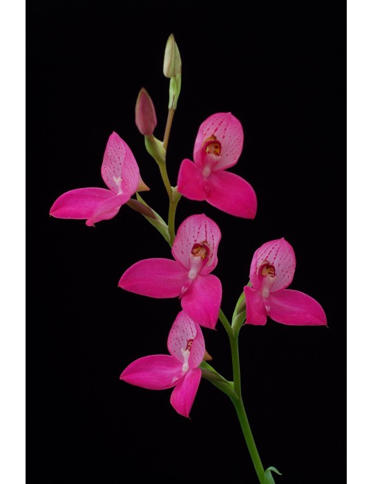 Disa Kewensis