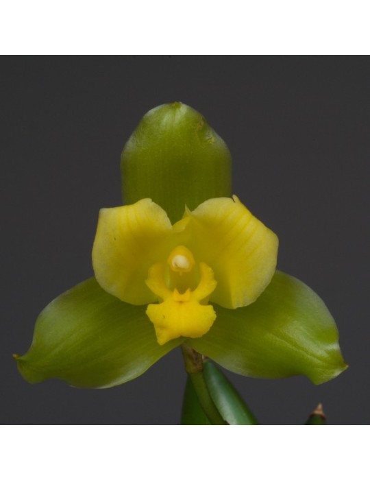 Lycaste Oratrix
