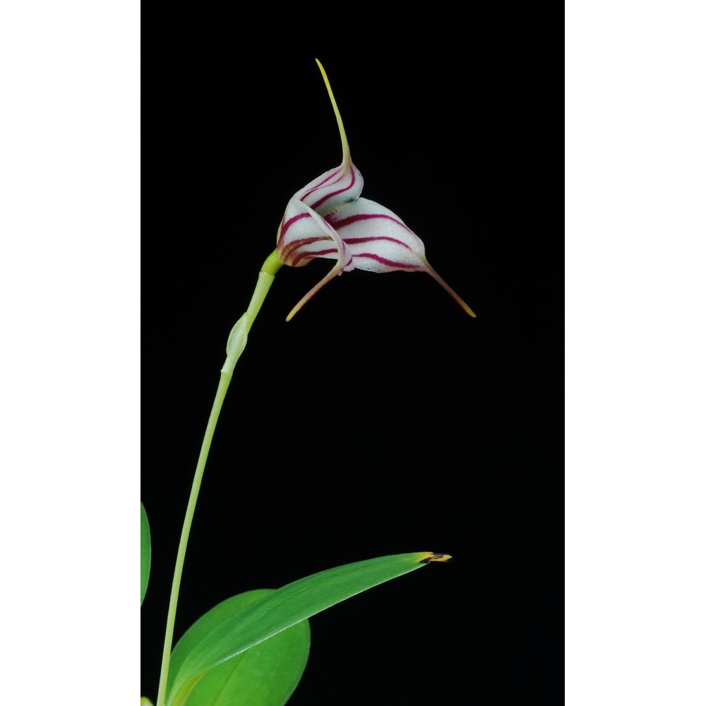 Masdevallia Edig