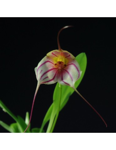 Masdevallia Enez Krenn
