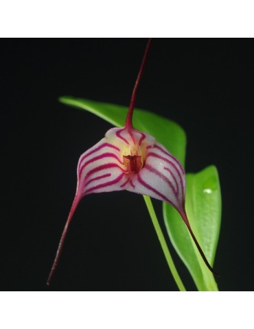 Masdevallia Enez Tudi