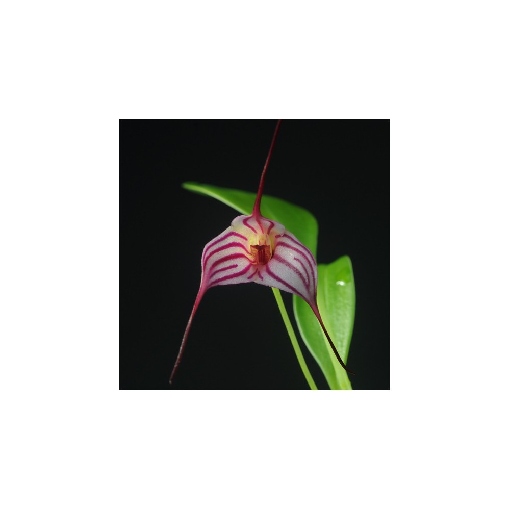 Masdevallia Enez Tudi