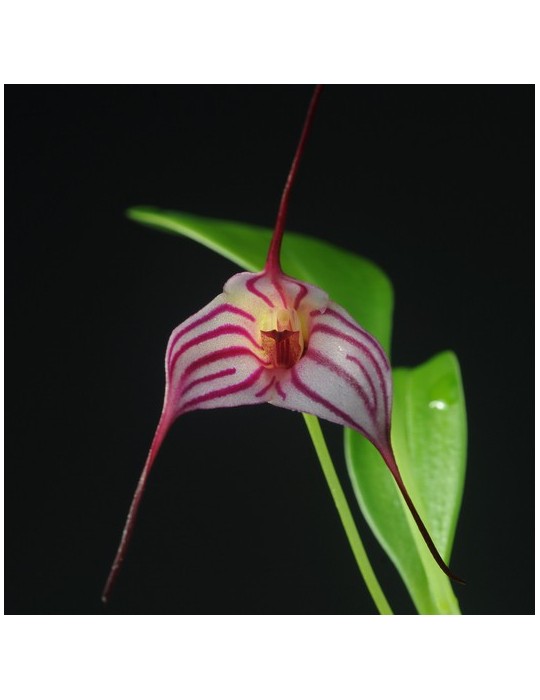 Masdevallia Enez Tudi