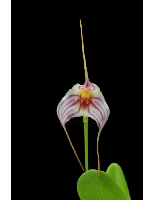 Masdevallia Enez Tudi