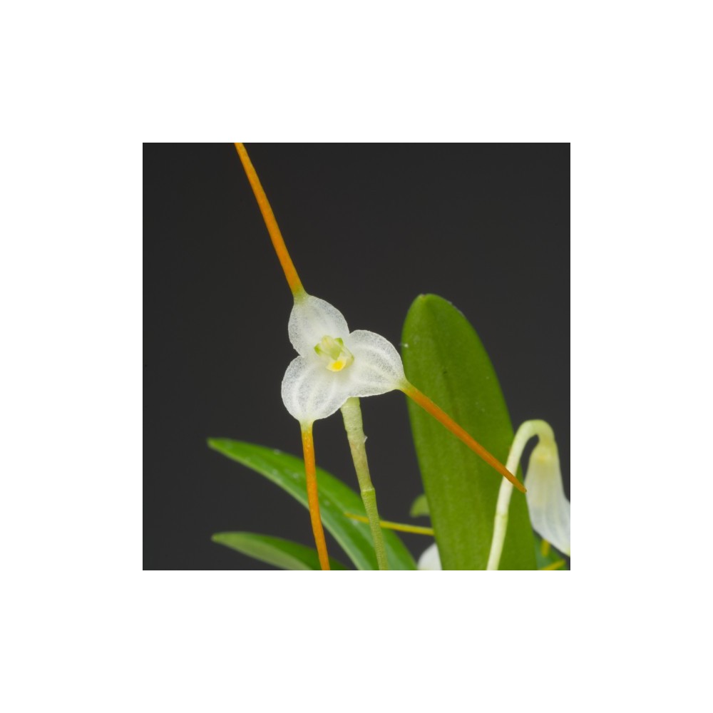 Masdevallia scabrilinguis