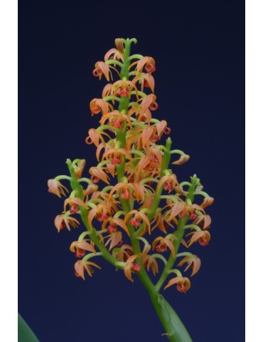 Polystachya paniculata 2